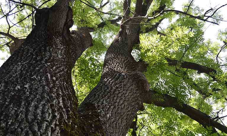 Ash Tree