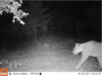 lion caught on night vision camera