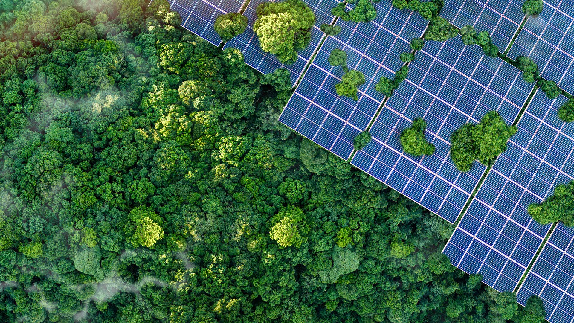 aerial view of a solar farm in a forest 