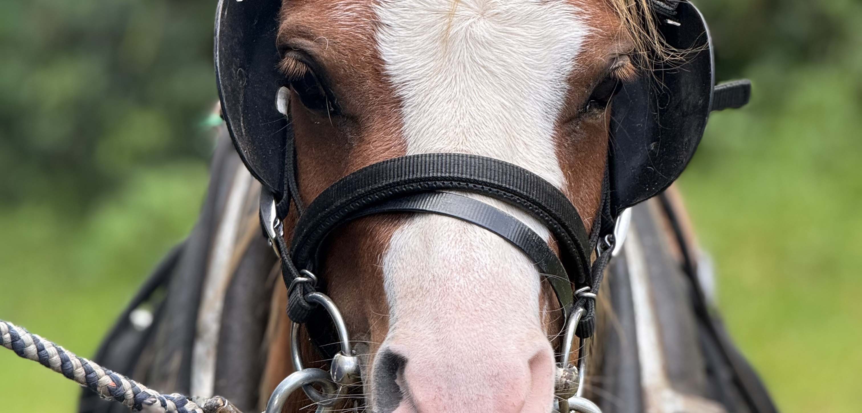 A horse wearing a saddle and pulling reins