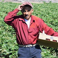 A migrant worker standing in a field holding a produce box