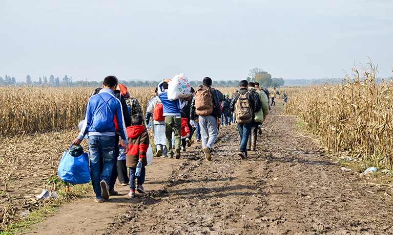 Group of War Refugees walking in cornfield. Syrian refugees crossing border to reach EU. 